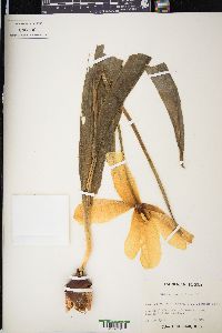 Tulipa gesneriana image