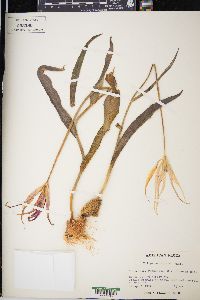Tulipa gesneriana image
