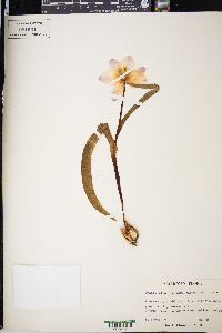 Tulipa clusiana image
