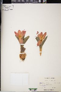 Tulipa eichleri image