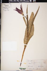 Tulipa gesneriana image
