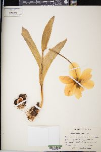 Tulipa gesneriana image