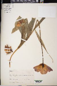 Tulipa gesneriana image