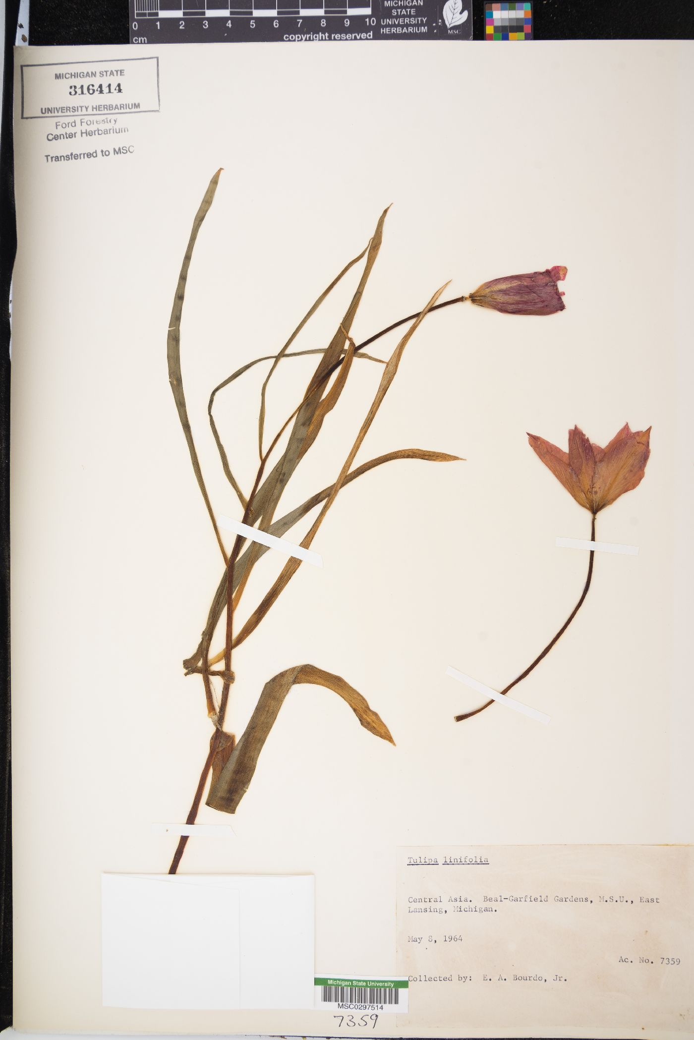 Tulipa linifolia image