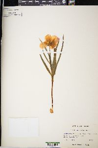 Tulipa linifolia image