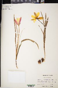 Tulipa pulchella image