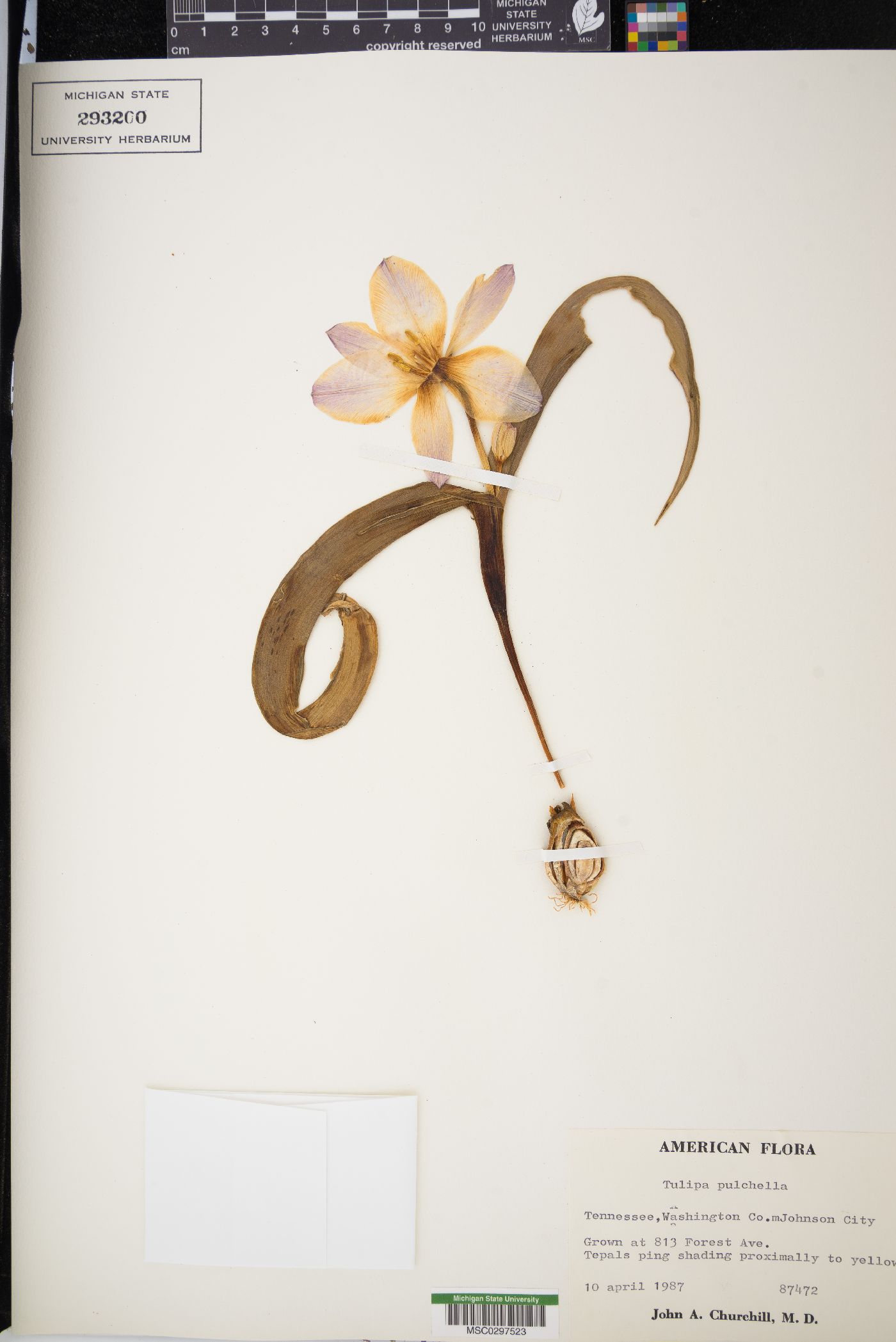 Tulipa pulchella image