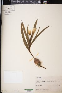 Tulipa tarda image