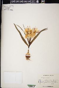 Tulipa tarda image