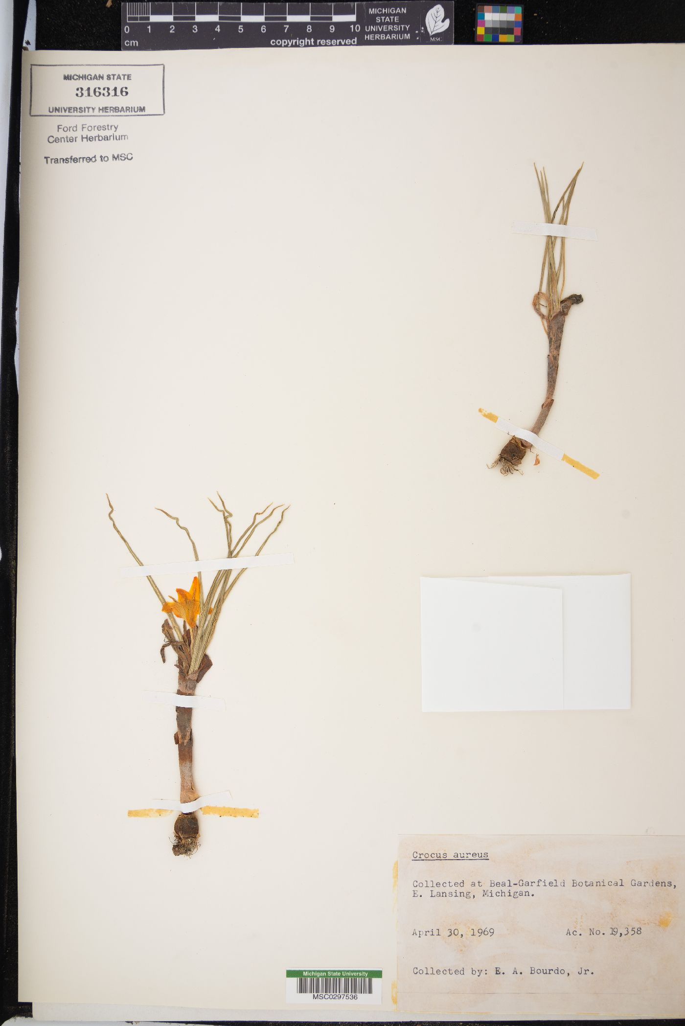 Crocus gargaricus image