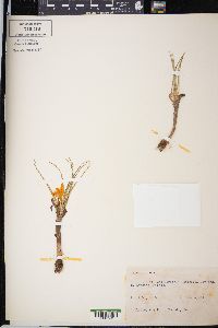 Crocus gargaricus image