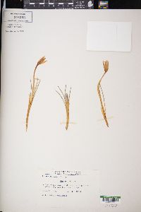 Crocus biflorus image