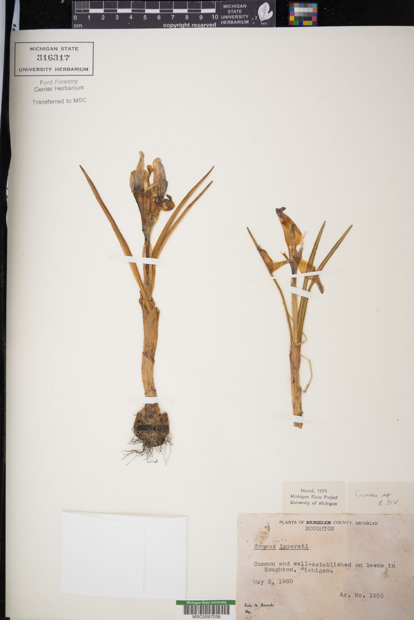 Crocus imperati image