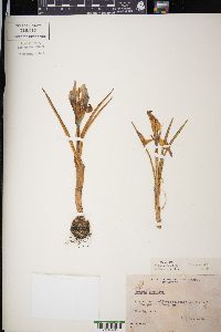 Crocus imperati image