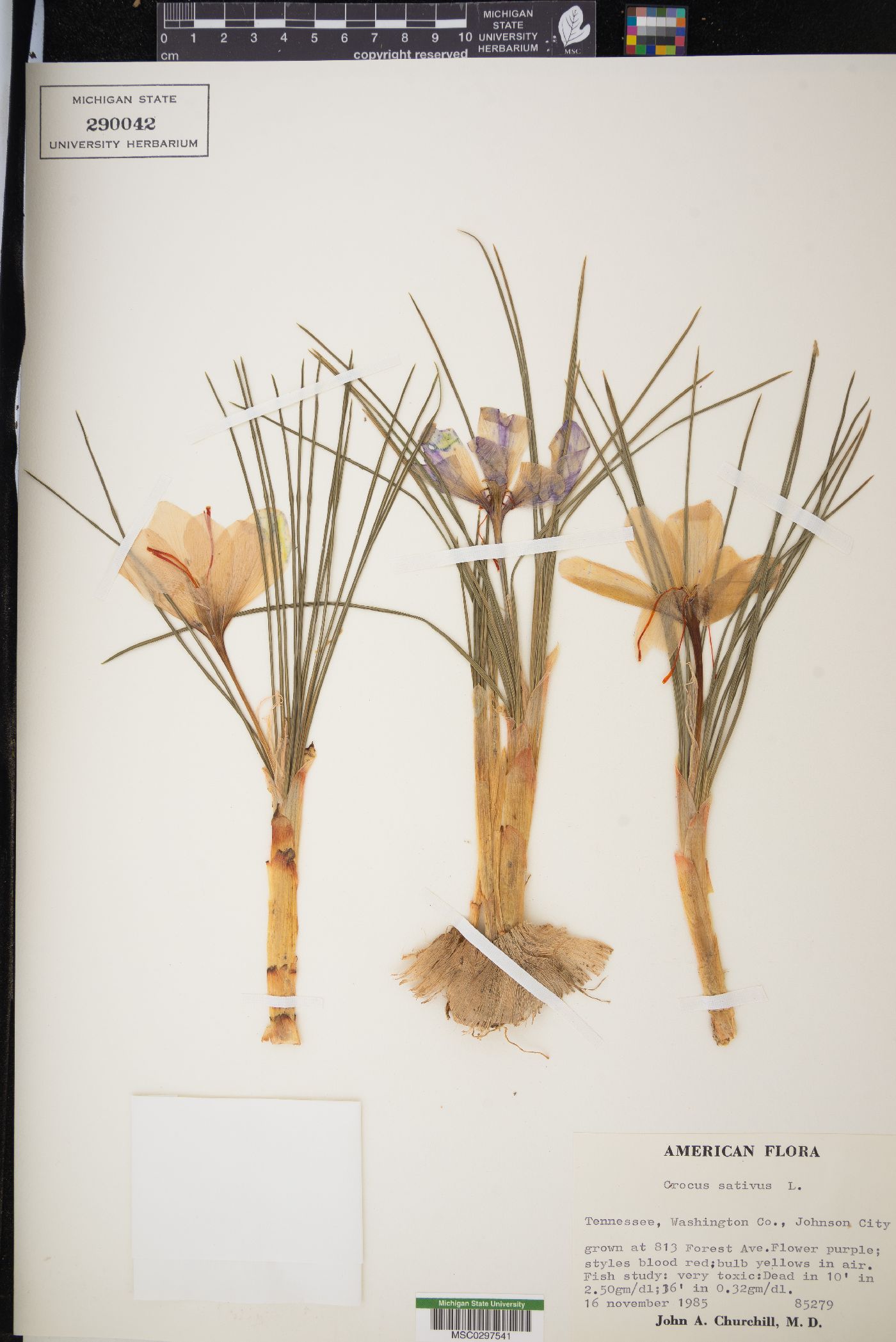 Crocus sativus image