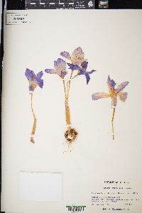 Crocus speciosus image