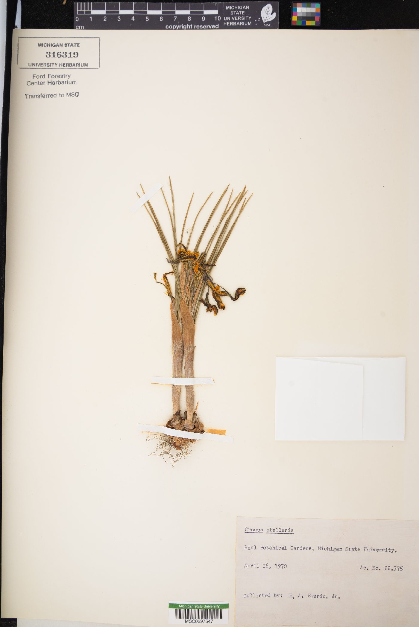 Crocus luteus image