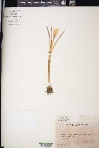 Crocus vernus image