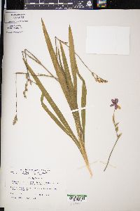 Cypella herbertii image