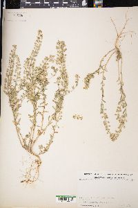Alyssum alyssoides image