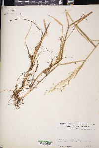 Glyceria pallida image