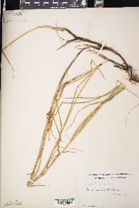 Carex sartwellii image