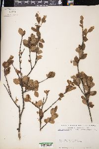 Betula pumila image