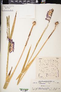 Gladiolus imbricatus image