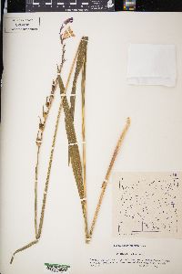 Gladiolus imbricatus image