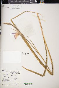 Gladiolus italicus image