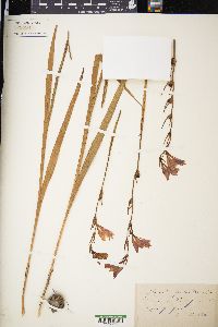 Gladiolus palustris image