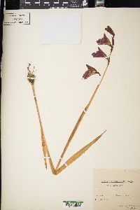 Gladiolus palustris image