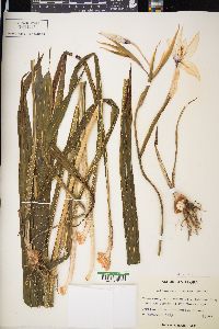 Acidanthera bicolor image