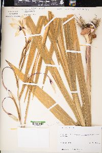 Acidanthera bicolor image