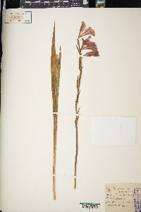 Gladiolus communis image