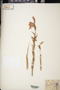 Gladiolus communis image