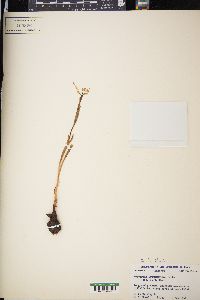 Herbertia lahue image