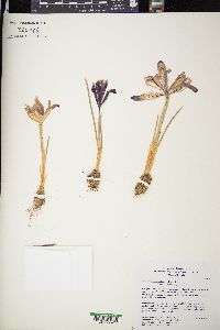 Iris reticulata image