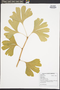 Ginkgo biloba image