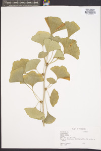 Ginkgo biloba image