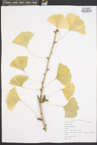 Ginkgo biloba image