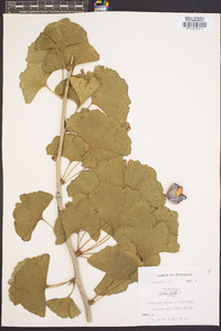 Ginkgo biloba image