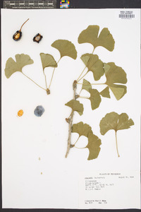 Ginkgo biloba image