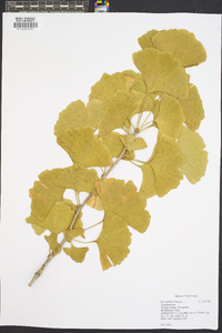 Ginkgo biloba image