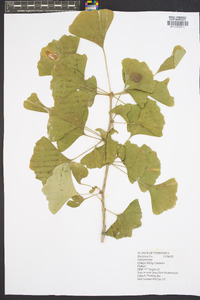 Ginkgo biloba image