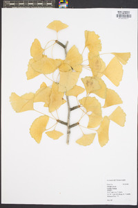 Ginkgo biloba image