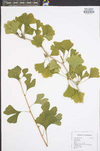 Ginkgo biloba image