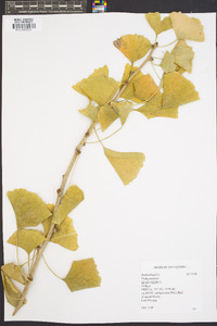 Ginkgo biloba image