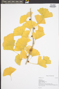 Ginkgo biloba image