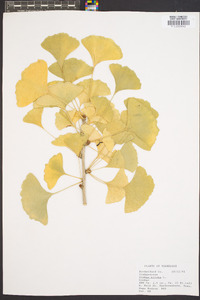 Ginkgo biloba image